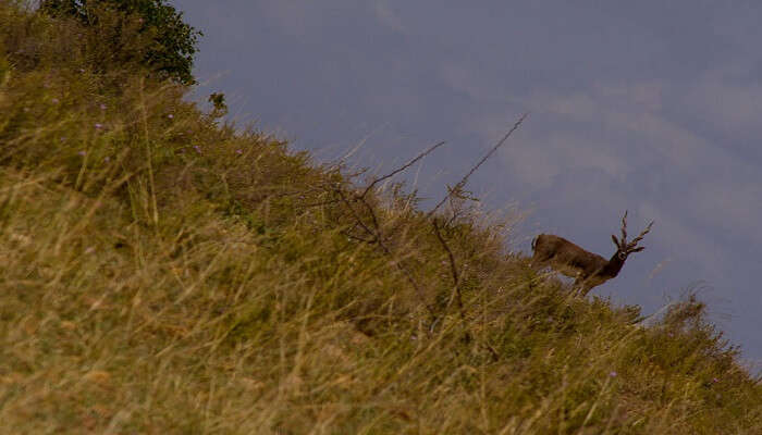 The Jayamangali Blackbuck Sanctuary is a safe haven for blackbucks