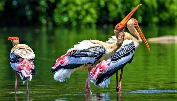 Gayathri Waterfalls attracts nature lovers, and so does Kokkare Bellur Bird Sanctuary.