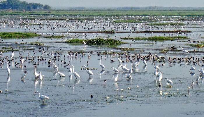 Birds at the Kolleru Lake in January make it one of the favoured Konaseema tourist places