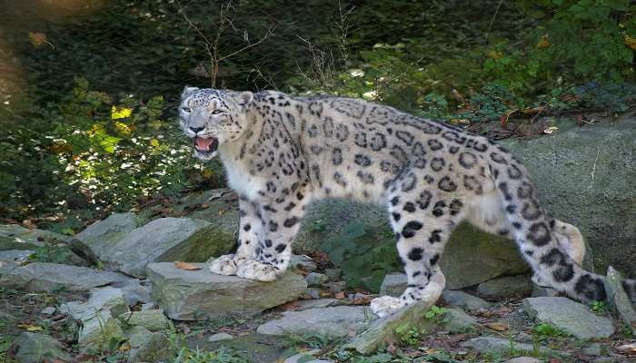 Snow leopard in Gangotri National Park