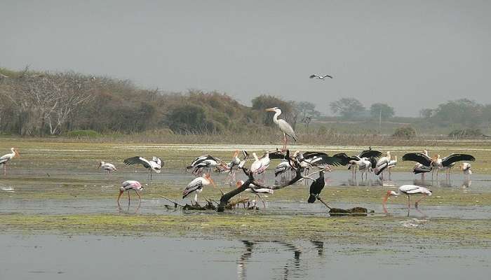 Large sanctuary spreading over large area near Singur Dam