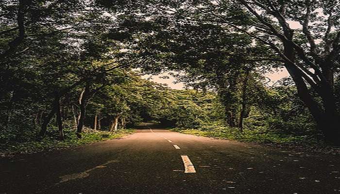 Beautiful road with a tree canopy winding through the forest in Maredumilli