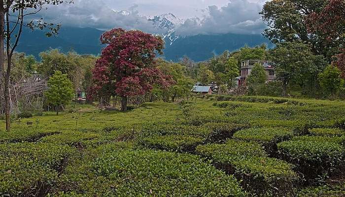 Women plucking fresh tea leaves from Palampur Tea Gardens