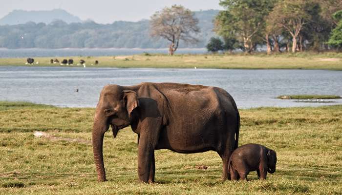 Parc national de Minneriya