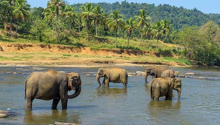 Pinnawala Elephant Orphanage