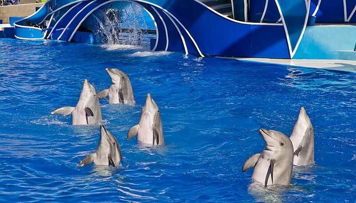 Seaworld, a family-oriented place to celebrate the occasion 