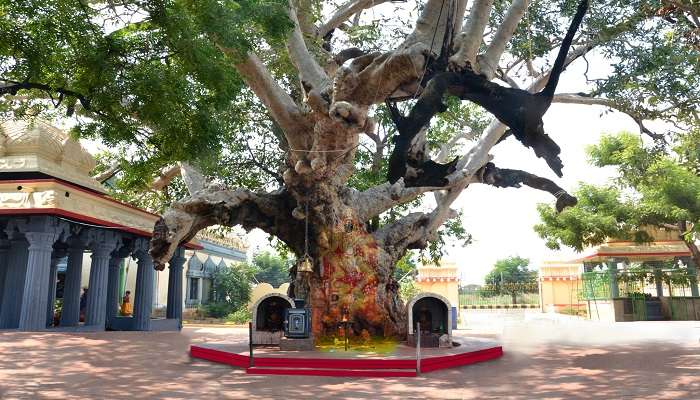 Seek blessings at Sullurpeta temple.