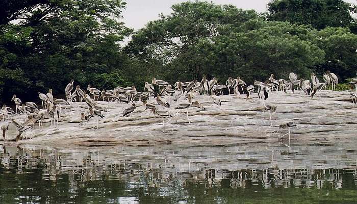 Sightseeing at the Nellapattu Bird Sanctuary