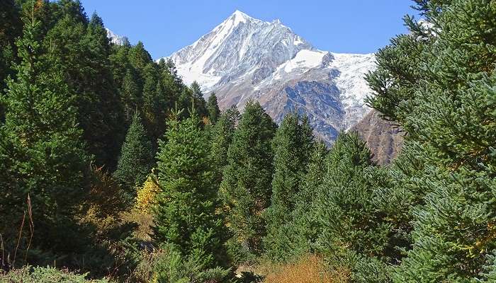 the Lush Green Subalpine Vegetation