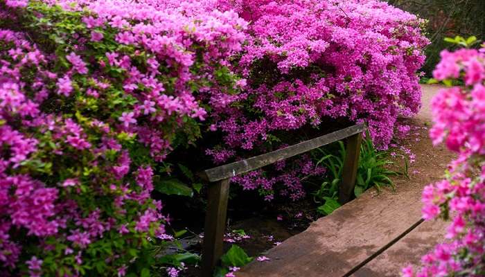 The flowers near Kempty falls