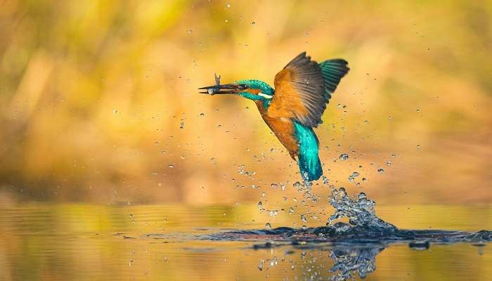 Beautiful birds at Sanctuary is a paradise for various spices