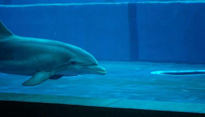 Having fun at the Dolphinarium