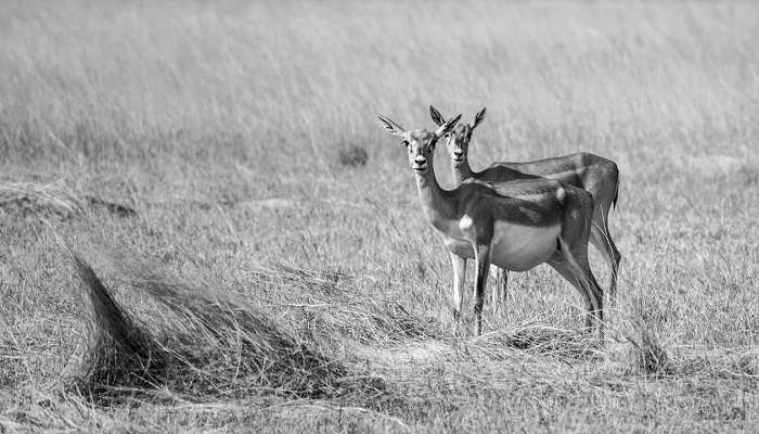 Bharatpur