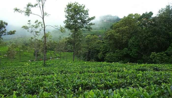 La plantations de Coonoor