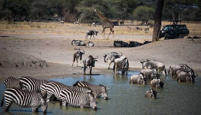 Parc national de Tarangire