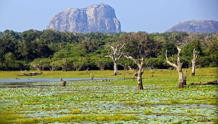 Parc national de Yala