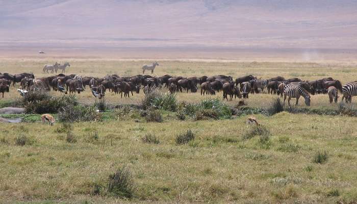 Parc national de Serengeti (République-Unie de Tanzanie)