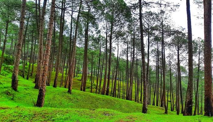 Weekend Getaways near Delhi for couples - #8 Ranikhet