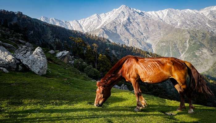 Shimla