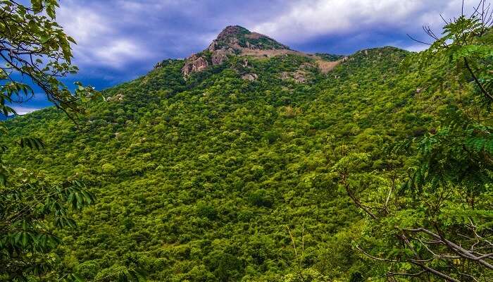 La vue magnifique de verte montagne de Yercaud