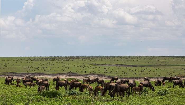 Zone de conservation de Ngorongoro