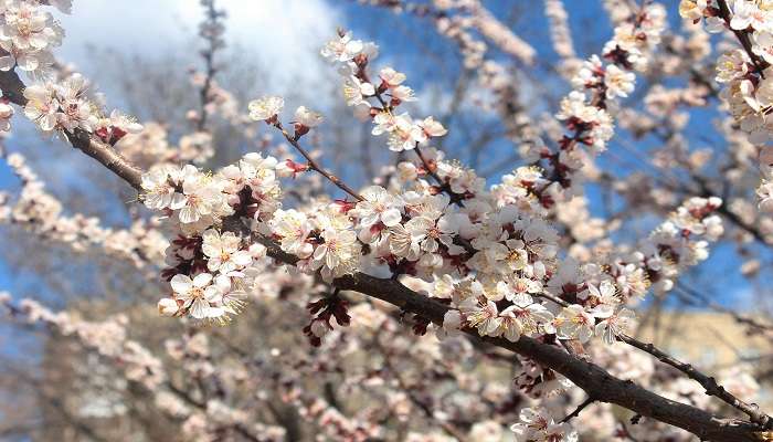 Places to see Cherry Blossoms In India