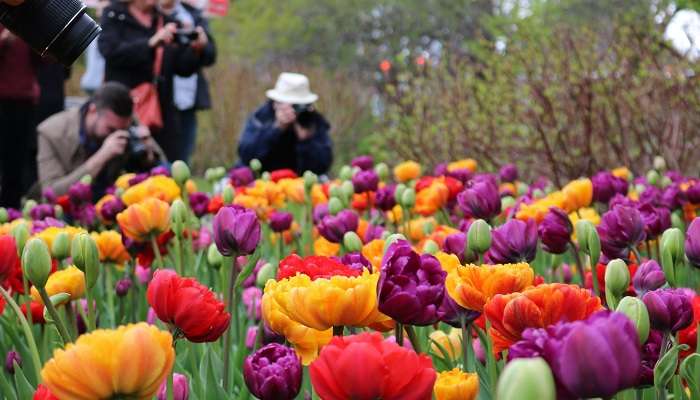 Tulip flowers in delhi