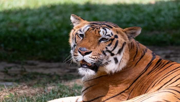 Tiger in Bannerghatta National Park.