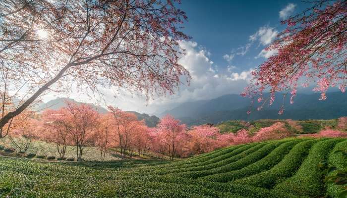 Experience Cherry Blossoms In India in 2025