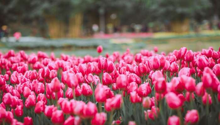 Events And Activities At Tulip Festival In Delhi