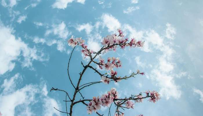 Experience Cherry Blossoms In India in 2025 