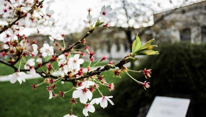  Experience Cherry Blossoms In India