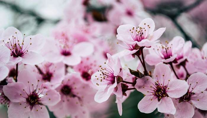 Places to experience Cherry Blossoms In India