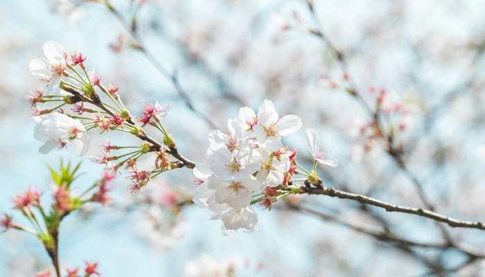 Witness Cherry Blossoms In India in 2025