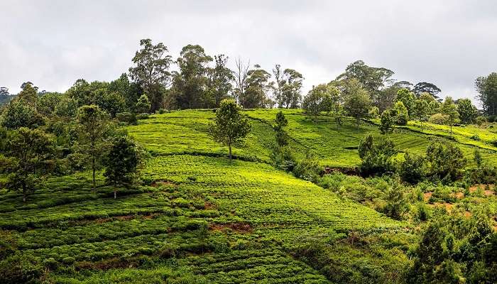 Ooty – La paix du Sud