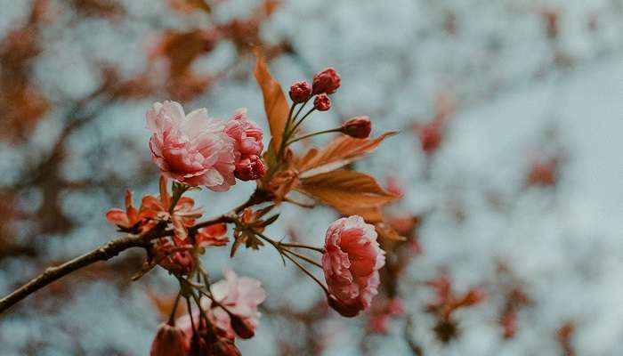 Witness Cherry Blossoms In India in 2025