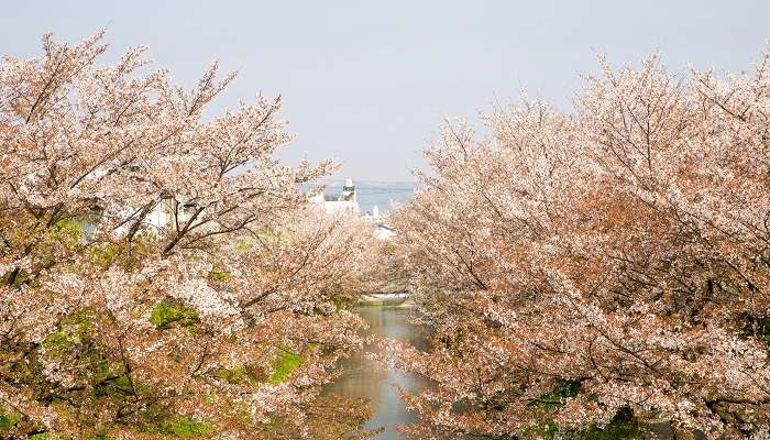 Places to Witness Cherry Blossoms In India