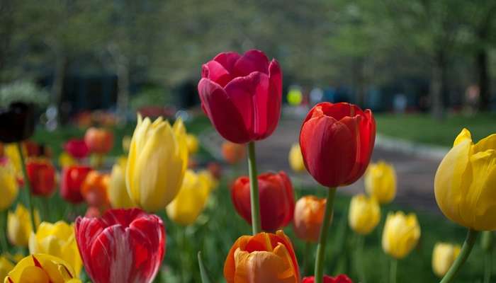 Significance of Tulip Festival Delhi