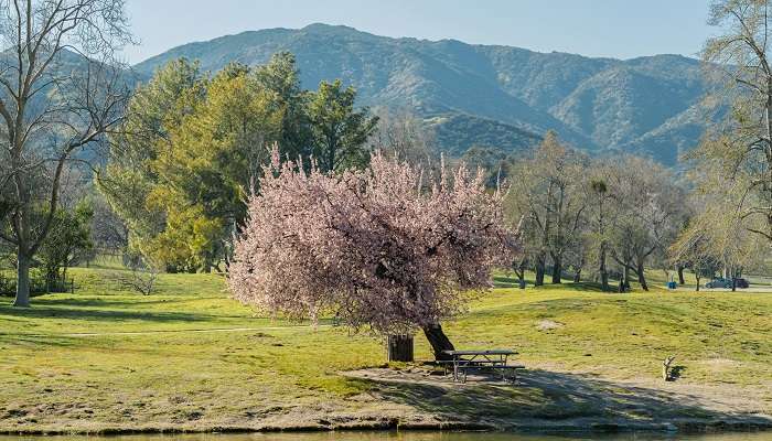 Places to see Cherry Blossoms in 2025