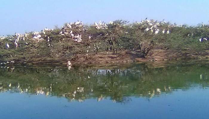 View of Birds in Uppalapadu Birds Sanctuary