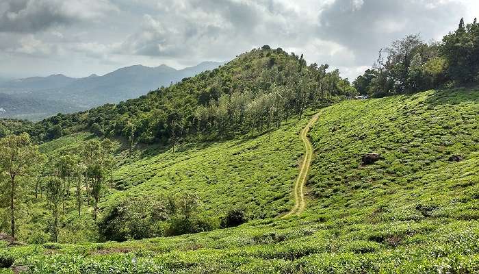 Wayanad – Une scène tropicale