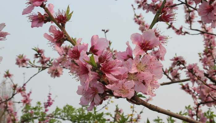  Experience Cherry Blossoms In India