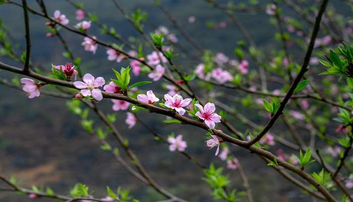 Experience Cherry Blossoms In India in 2025