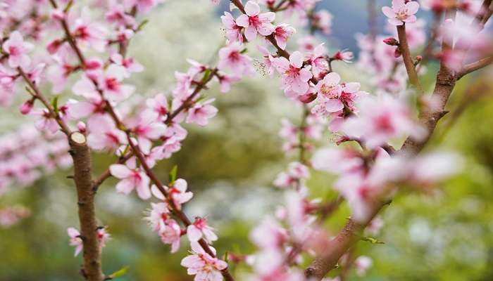 Places to see Cherry Blossoms in 2025