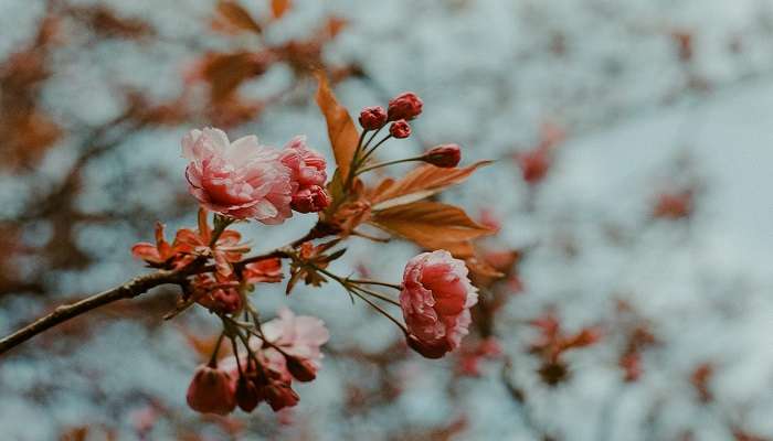 Experience Cherry Blossoms In India in 2025 