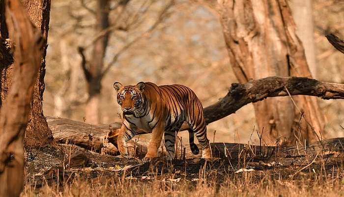 नागरहोल वन्यजीव अभयारण्य