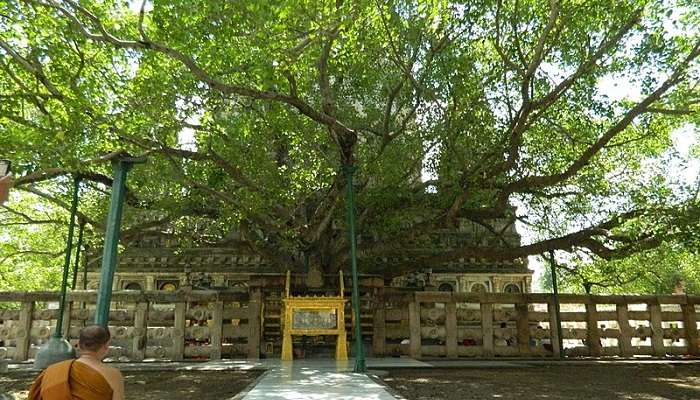 Bodhi Tree, the site of the enlightenment