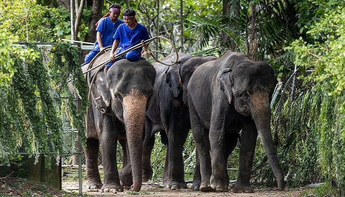 Buffet d'éléphants et concours de reines géantes