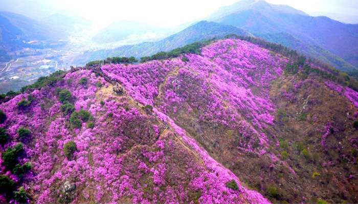 Festival des azalées de montagne de Goryeosan