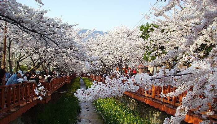 Festival des cerisiers en fleurs de Jinhae